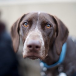 thedogist:  Lucy, German Shorthaired Pointer,