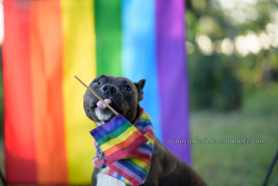 achoirofcritters:  How the vast majority of our “Evie holding a rainbow flag” attempts turned out… “BLEH PRIDE” 