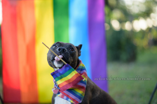 achoirofcritters: How the vast majority of our “Evie holding a rainbow flag” attemp