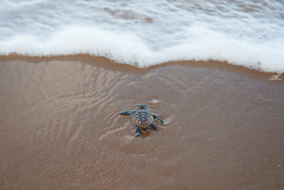 wolverxne:  The largest concentration of nesting marine turtles on the eastern Australian