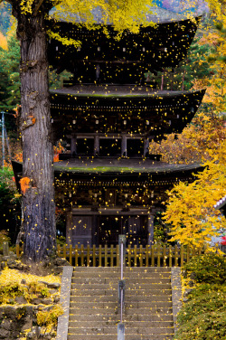 Lá vàng rơi ở chùa Zensan, Nagano,