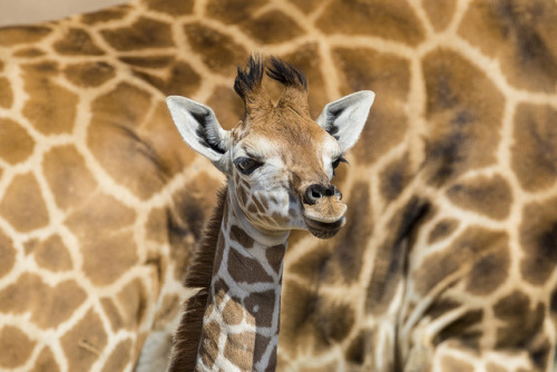 sdzoo:Watch Shani’s curious calf explore her new world. 