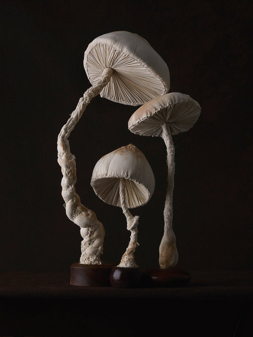 crossconnectmag: New Toadstool Sculptures Crafted From Vintage Textiles by Self-Taught Artist  