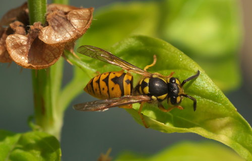 German Yellowjacket (Vespula germanica)