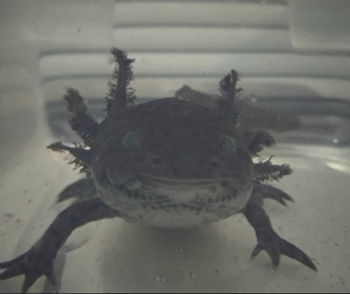 Even in a quarantine tub, Dagon is all smiles. :)