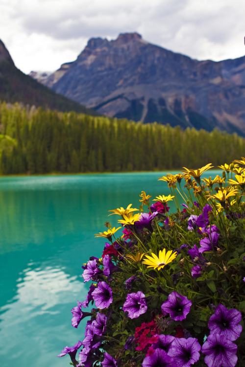 Porn photo travelingcolors:  Emerald Lake Flowers |