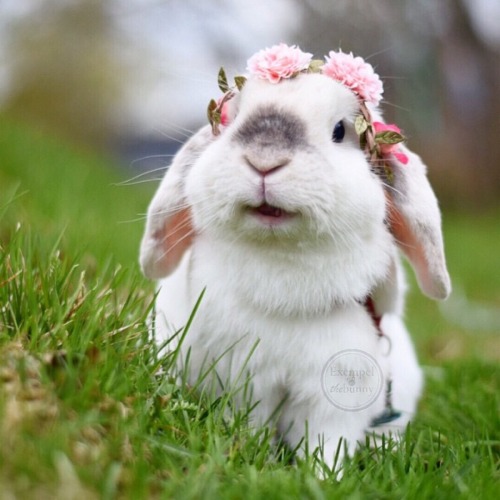 princess-peachie: Angel bunny!! *o* The chosen one!!