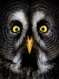 earthandanimals:   Owl’s Wisdom by Ricardo Catarro 