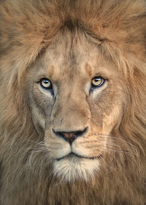 beautiful-wildlife: Majestic by Detlef Knapp