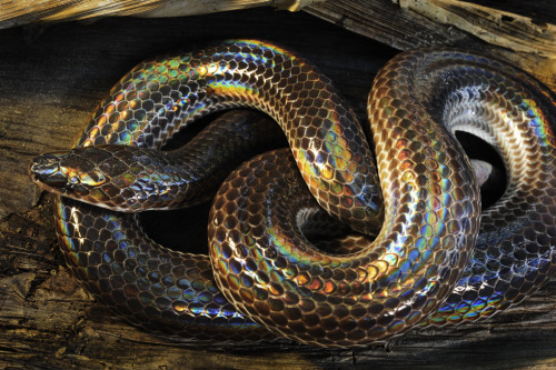 sammmyiam-blog - Sunbeam Snake (Xenopeltis unicolor) 