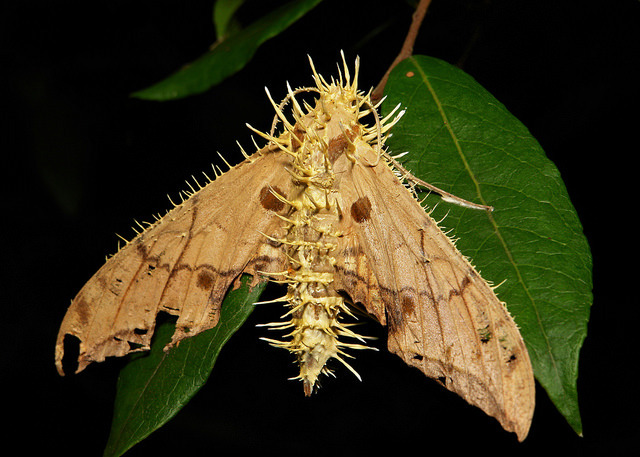 sinobug:  Moths celebrate Halloween too….  This hawkmoth (most likely a Violet