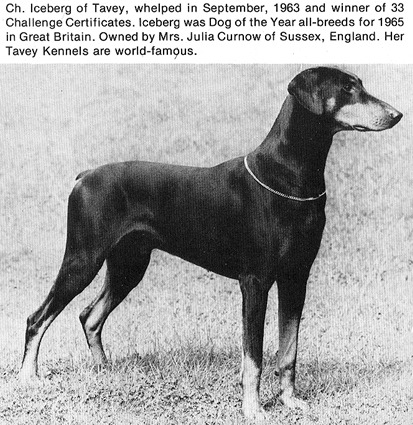 urbanmongoose: Historical photos of Doberman Pinschers from the 1920’s - 1970’s. Scanned