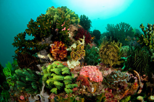 bacteriia:  Komodo coral reef - Komodo, Indonesia. 