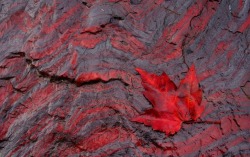 psychoactivelectricity: Negaunee Iron Formation at Jasper Knob, near Ishpeming, Michigan by Allison Pluda. Banded iron formation of more than 2 billion years. The bands are alternating layers of gray magnetite and red iron. 