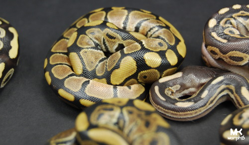 mkmorphs:  We already planned to keep a female mojave cinnamon but we are now giving thought into maybe keeping one of the normal females. These are probably going to be the last pictures I take of the babies until they start shedding. I can’t wait