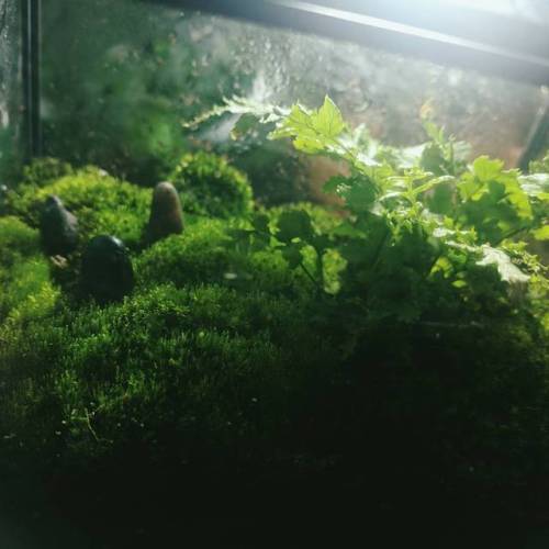 I made a tiny living scene inside a glass box with moss, rocks, and a small fern :)