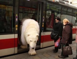 animal-factbook:  As we all know, one of the biggest problems that Climate Change is causing is the melting of glaciers, which is incredibly detrimental to the polar bear’s natural habitat. In order to combat this, polar bears do their best to help