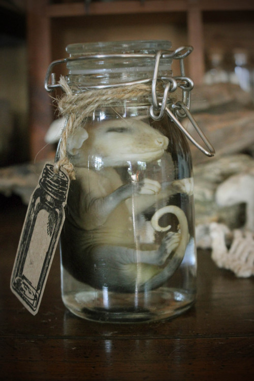 forestgoddesscreations:thehedgewitchemporium:Infant Opossum Wet Specimen, more details in my sho