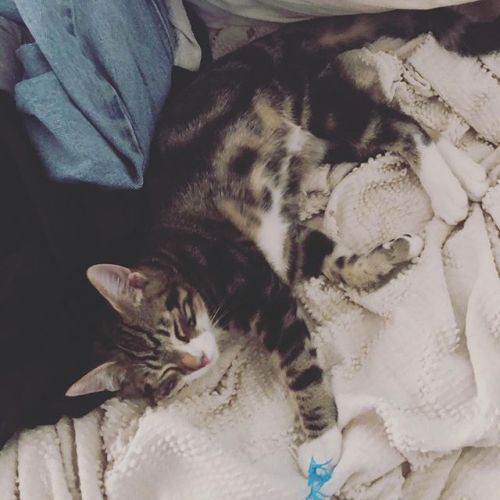 Fezzik on the laundry pile. #cats https://ift.tt/2OgrBxz