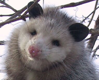Please Look At This Opossum