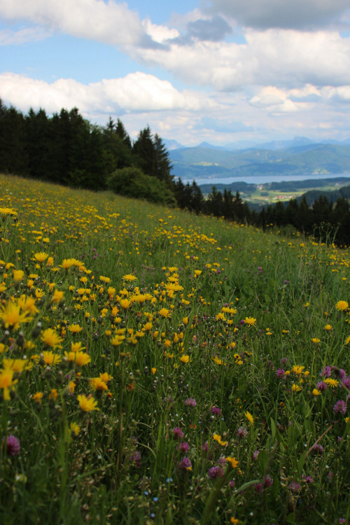 Spring Meadow