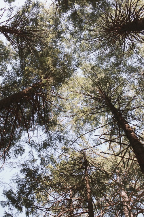 A quiet afternoon hike at the edge of the El Dorado National Forest in the sierra nevadas means bein