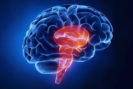 No sedative necessary: Scientists discover new “sleep node” in the brainA sleep-promoting circuit lo