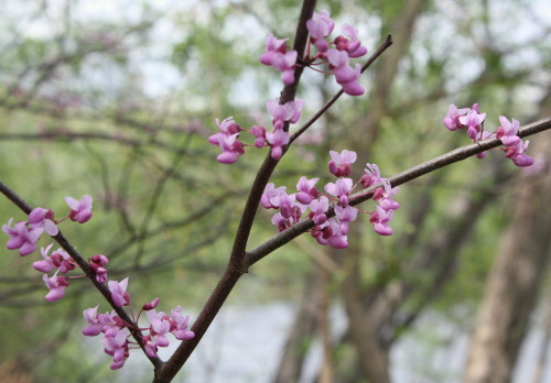 redbud