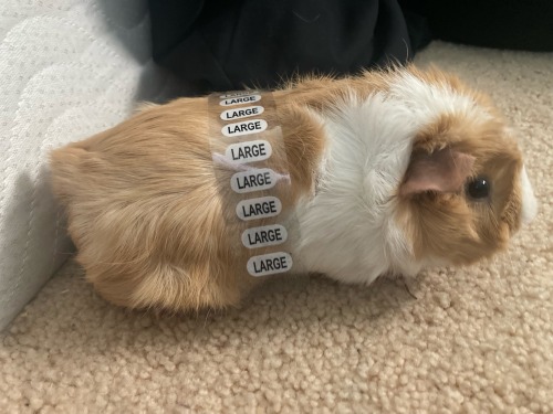 One Size Fits All 