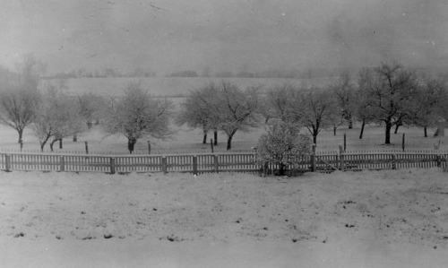 Cornfalfa Farms, New Berlin, Waukesha County, Wisconsin, 1915. Several  lambs and their mother stand