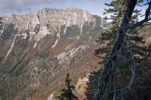 elvenforestworld: Rothwald virgin forest, the biggest remain of untouched woodland in the Alps and i