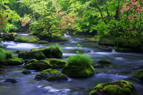 OiraseRiver, Towada-HachimantaiNational Park,  eastern Aomori prefecture, Japan.   Photography by Is