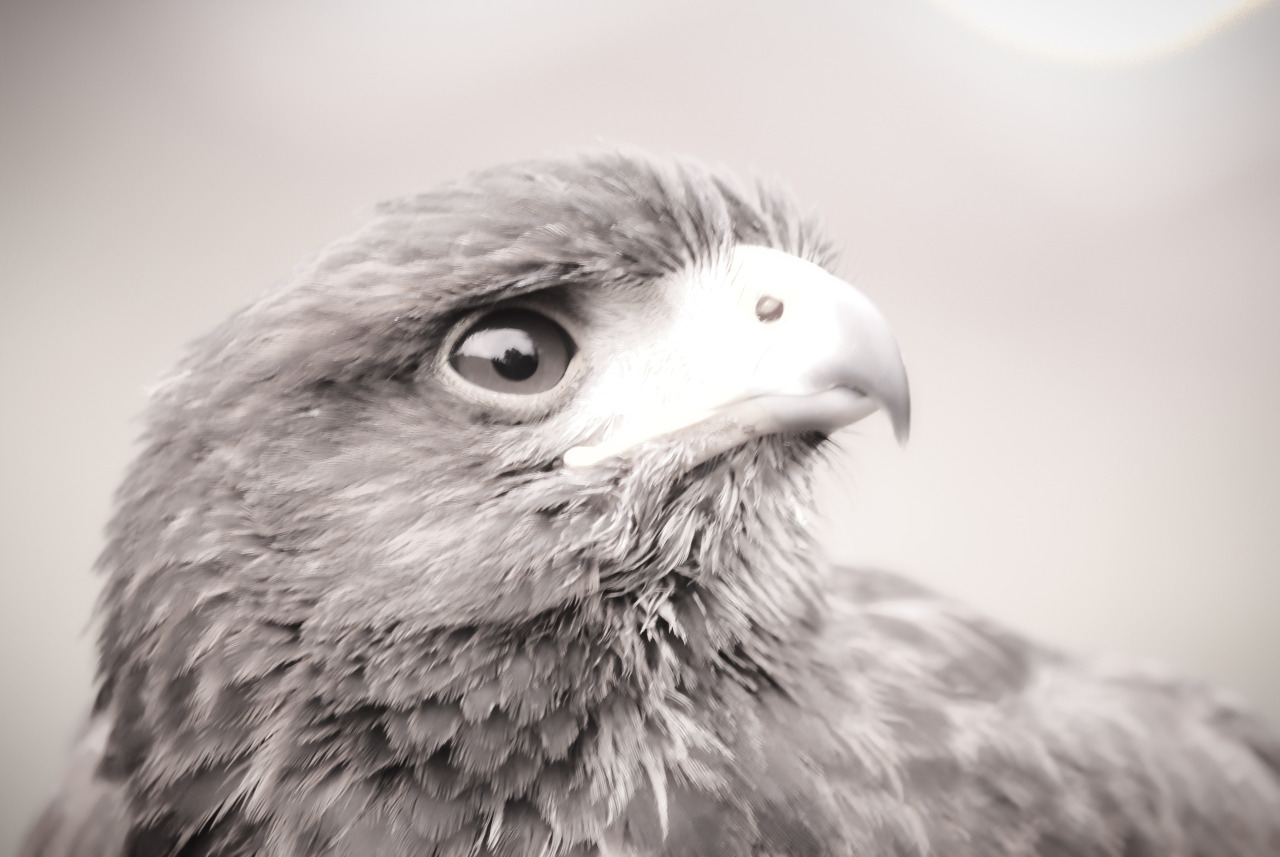 solohawk:  Solo, B&amp;W 1 Some of my favourite photos I took of Solie, that