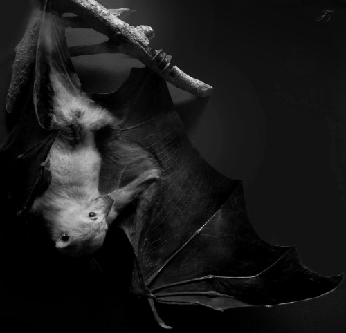 nyxshadowhawk: tales-of-the-night-whisperer: Bat © Dream of You | Availabe for sale  Edit: Tales of 