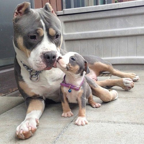 babyanimalgifs:  baby animals blog