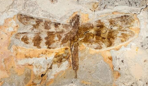 Fossil Dragonfly (Aeschnidium heishankowense, Lower Cretaceous - China