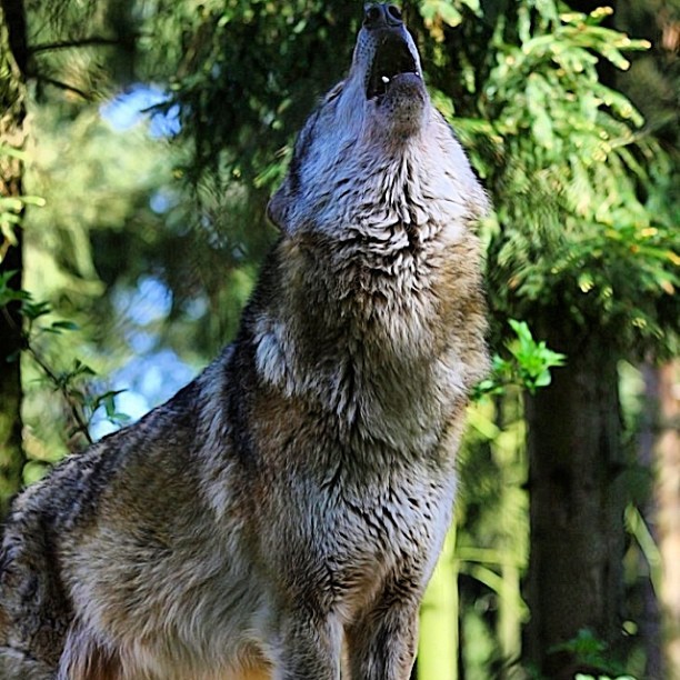 Awhooo. #wolfwednesday #wolfknives #sometimesyoujustgottahowl