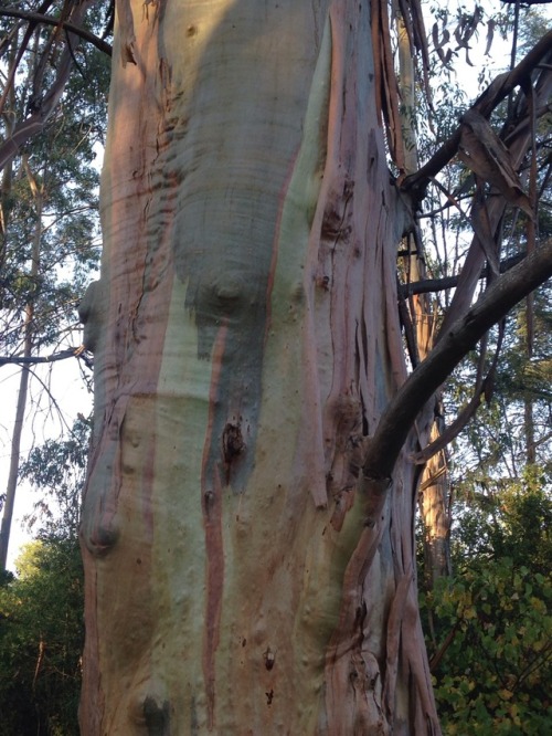 dorian-w:eucalyptus !!!!!