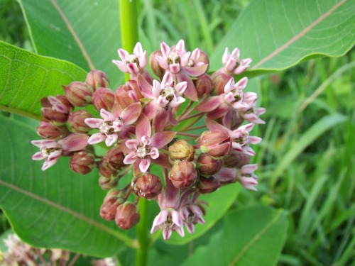 Common milkweed is blooming now, too. Great for the insects.