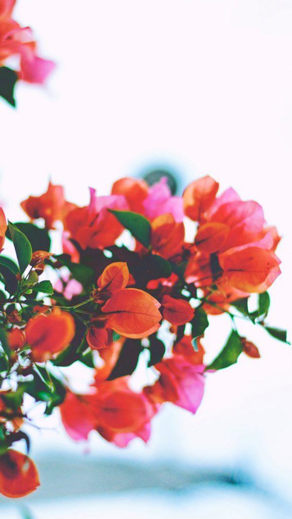 Hintergrund Bilder Rote Blumen Handy Bilder Get Hd Wallpaper