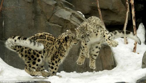 catsbeaversandducks:Kung Fu Cub TwinsThe playfighting moves of these two snow leopard cubs show why 