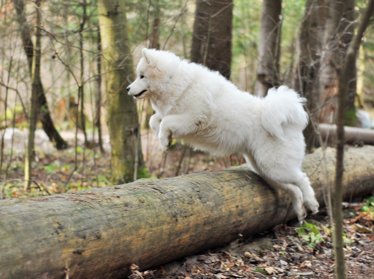 lifeofsamoyeds:  Sonya is my little energiser - she always needs to move)