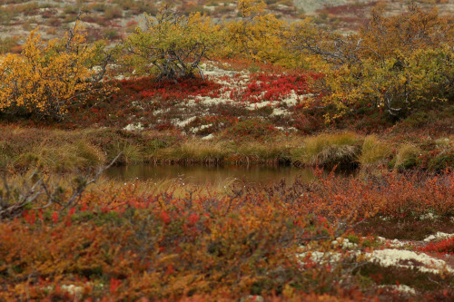 michaelnordeman:Fulufjället National Park, Dalarna, Sweden.