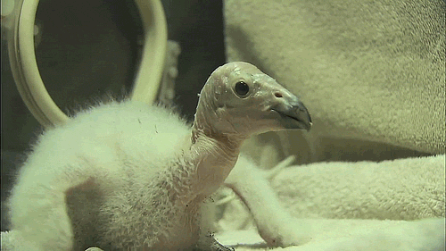 aviantastic:  becausebirds:  The first California Condor chick of the season hatched on 14th at the San Diego Zoo! The Condor Breeding program employees use a condor puppet to feed the baby chick raw meat and give it some interaction.  “‘The puppet
