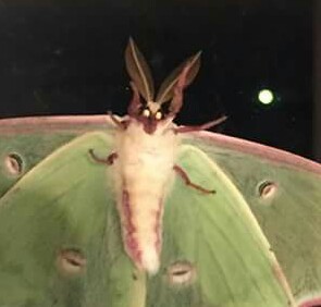 sixpenceee:  struwbries:  a lunar moth has been hanging around my house for a couple