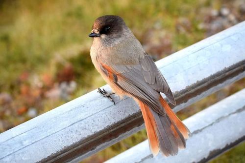 photo-olli-owen: Siberian jay