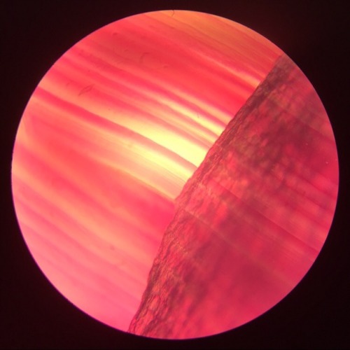 infinitetiny:Agate. For more microscopic content, follow me on IG @infinitetiny.