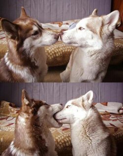 Baby Animal Posts