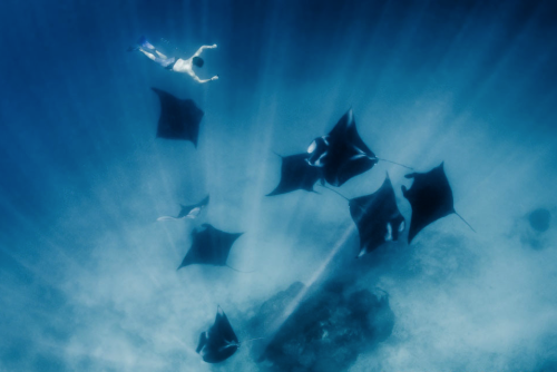 nubbsgalore: photos by thomas peschak and shawn heinrichs from the world’s largest sanctuary for man