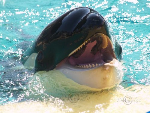 Gender: MalePod: N/APlace of Capture: Born at Marineland Antibes, FranceDate of Capture: Born March 